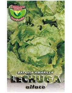 Lechuga Batavia Amarilla 7 gramos.