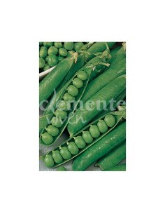 Guisante Rondó 250 gr. Medio enrame.