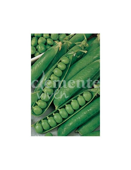 Guisante Rondó 250 gr. Medio enrame.