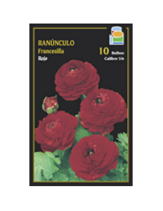 Ranúnculo Francesilla