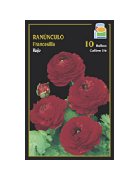 Ranúnculo Francesilla