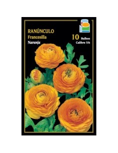 Ranúnculo Francesilla 2