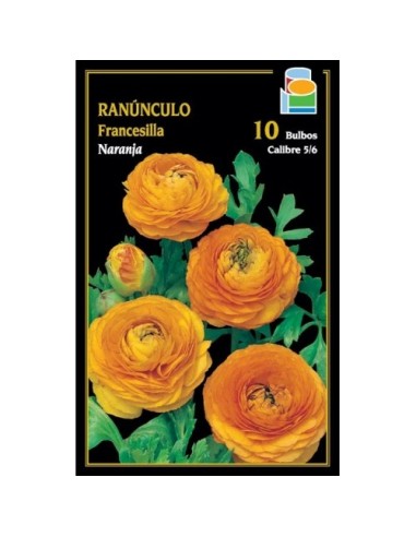 Ranúnculo Francesilla