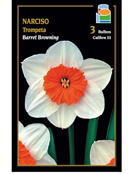 Narciso Trompeta Barret Browning