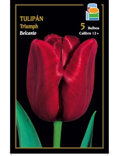 Tulipán