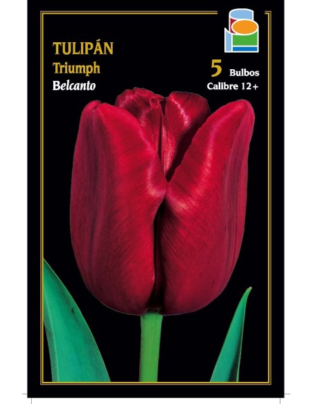 Tulipán