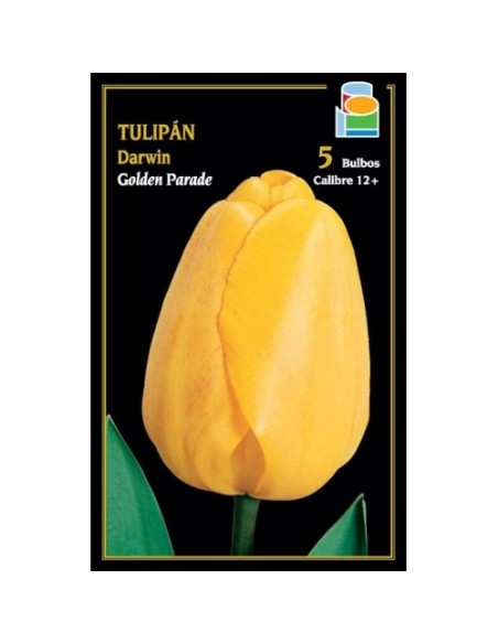 Tulipán