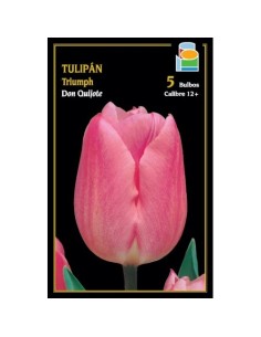 Tulipán 2