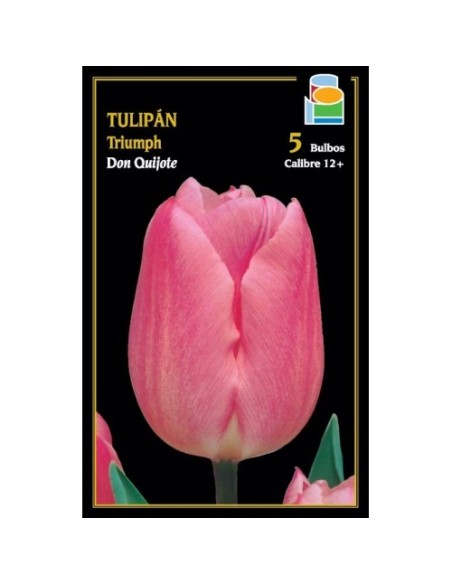 Tulipán