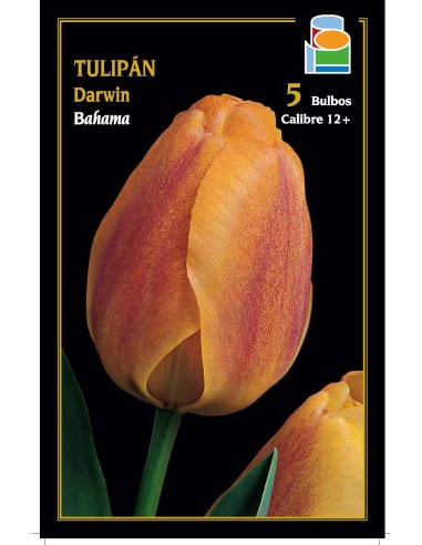 Tulipán