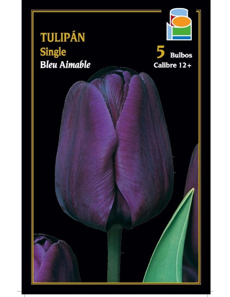 Tulipán