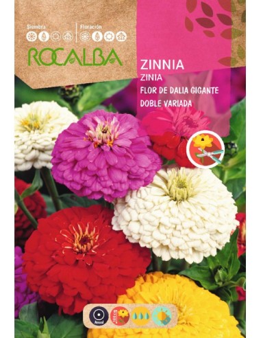 Zinia 6 gr.
